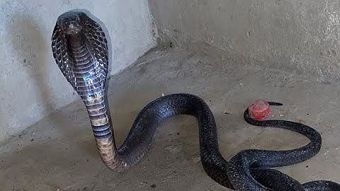 Trapped snake amazing short video