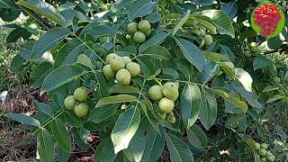 видео: @Самий скороплідний, зимостійкий, низькорослий грецький горіх картинка: @Самий скороплідний, зимостійкий, низькорослий грецький горіх