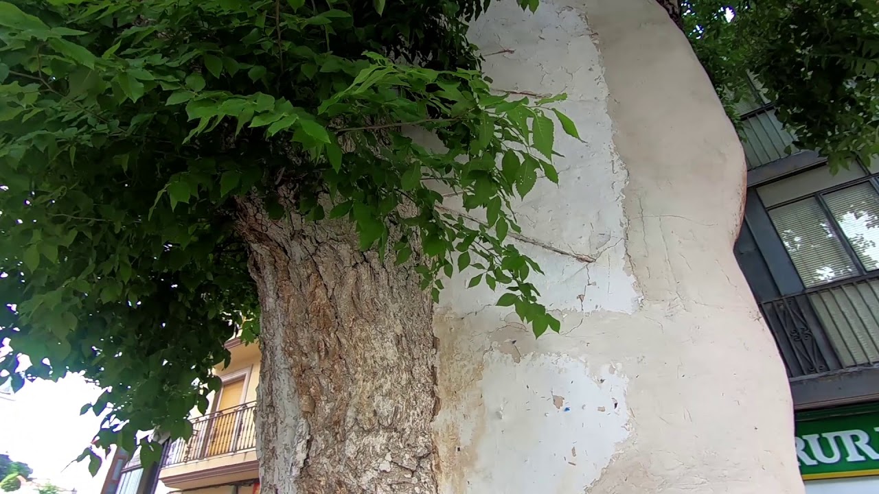 A un olmo Seco en Cambil