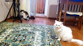 Turkish Angora got excited about dill, Calico got jealous - watch till the end by Lovely Funny Cats 450 views 2 years ago 5 minutes, 20 seconds