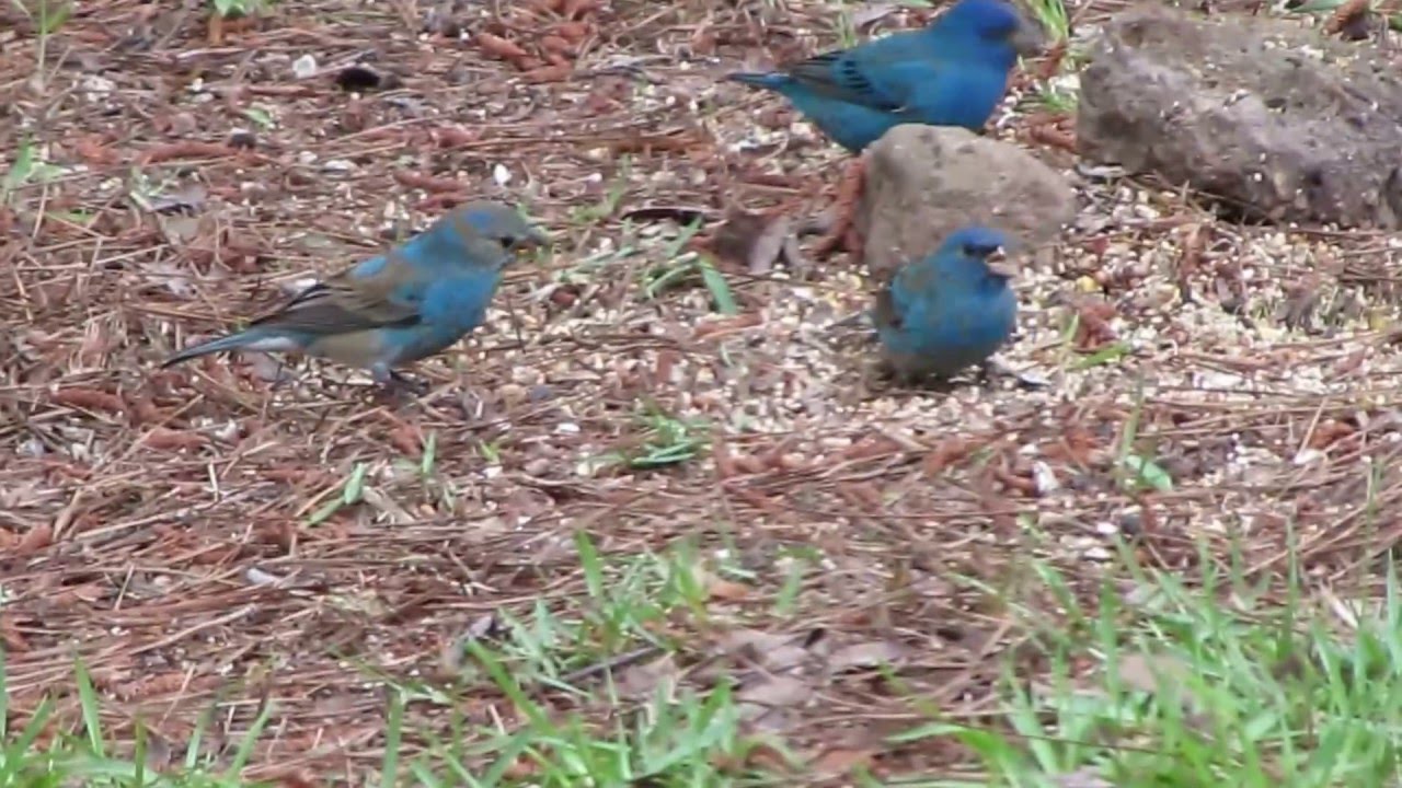 Indigo buntings at my feeder YouTube