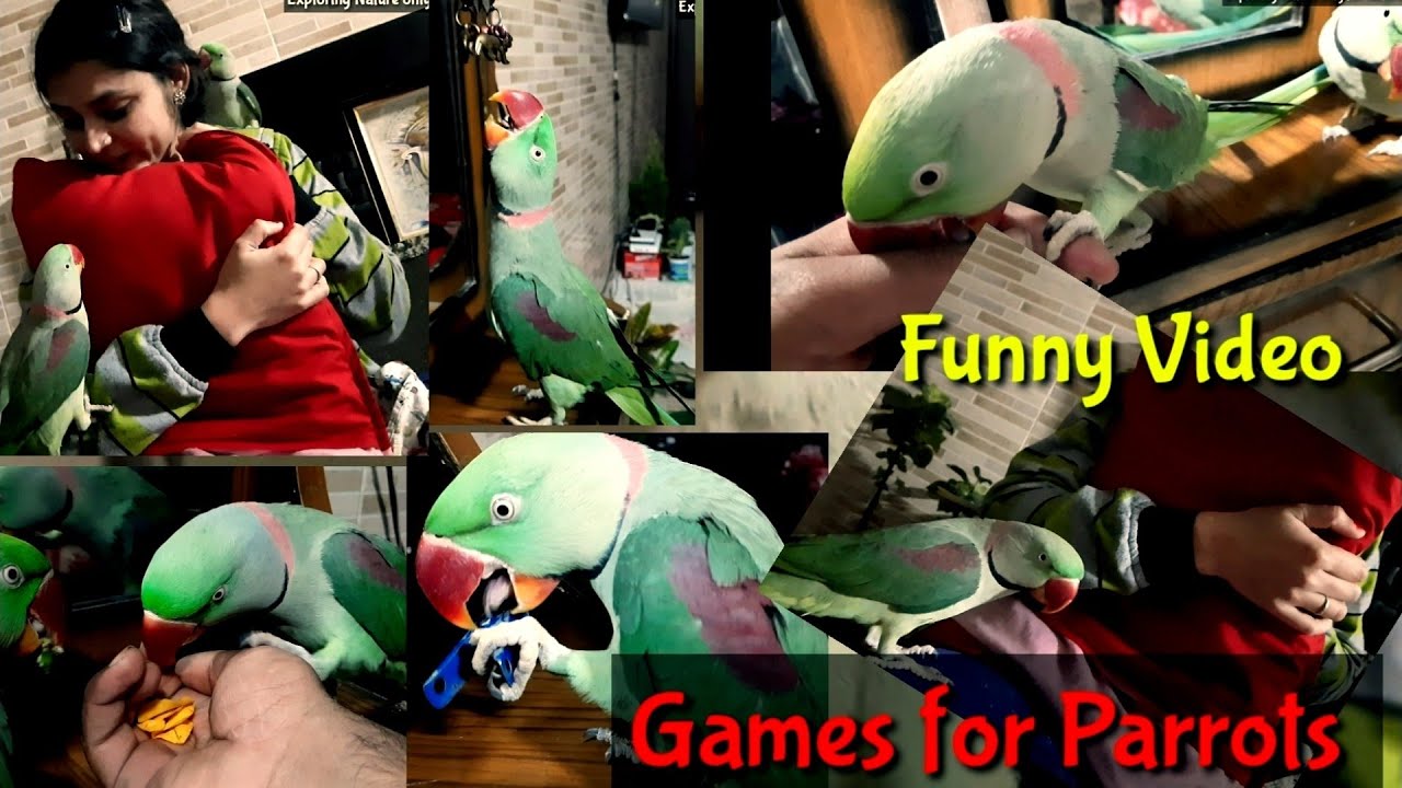Parrots playing many games Games for parrots Green parrots playing