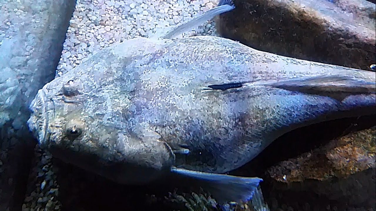 El pez astrónomo (Uranoscopus scaber) Ficha Técnica - YouTube