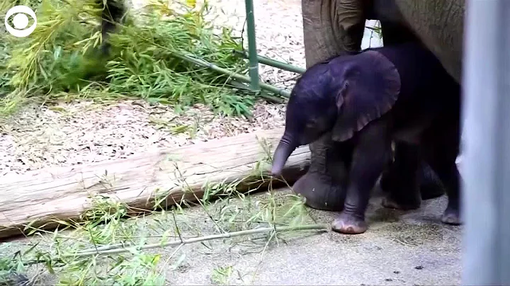 WEB EXTRA: Meet This Baby Elephant - DayDayNews