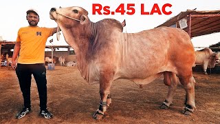 Rs.45 Lac ka Bull, Highway Street Food in Karachi | Cattle Farms ke Heavy Janwar