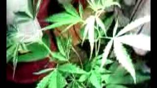 sativa plant 2 months[please comment]