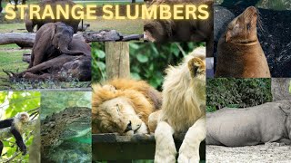 Strange Slumbers The Weirdest Sleep Habits Of Animals