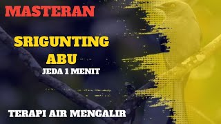 SUARA BURUNG SRIGUNTING ABU   TERAPI AIR || VARIASI TEMBAK PANJANG