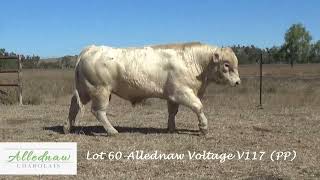 Lot 60 - Allednaw Voltage V117 (PP)