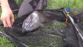 метровый осетр на поплавок