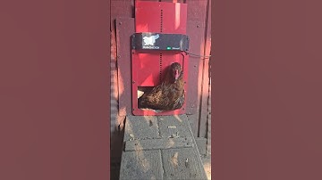 A little morning chaos  #automaticdoor @runchickendoor can you make the door open faster?