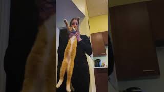 funny cat#cat#cats#catlover #catshorts #funnycats#youtubeshorts #funnyvideo #music#moneycat#yn