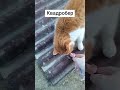 Квадробер #квадробер #кіт #гумор