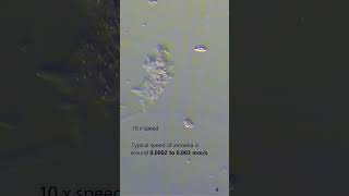 How Fast Does an Amoeba Move? 🧫 #Shorts  #microscopy