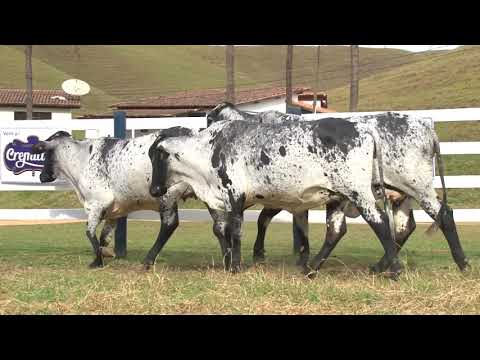 LOTE 24   3126   3035   3068   FAZENDA SÃO MIGUEL