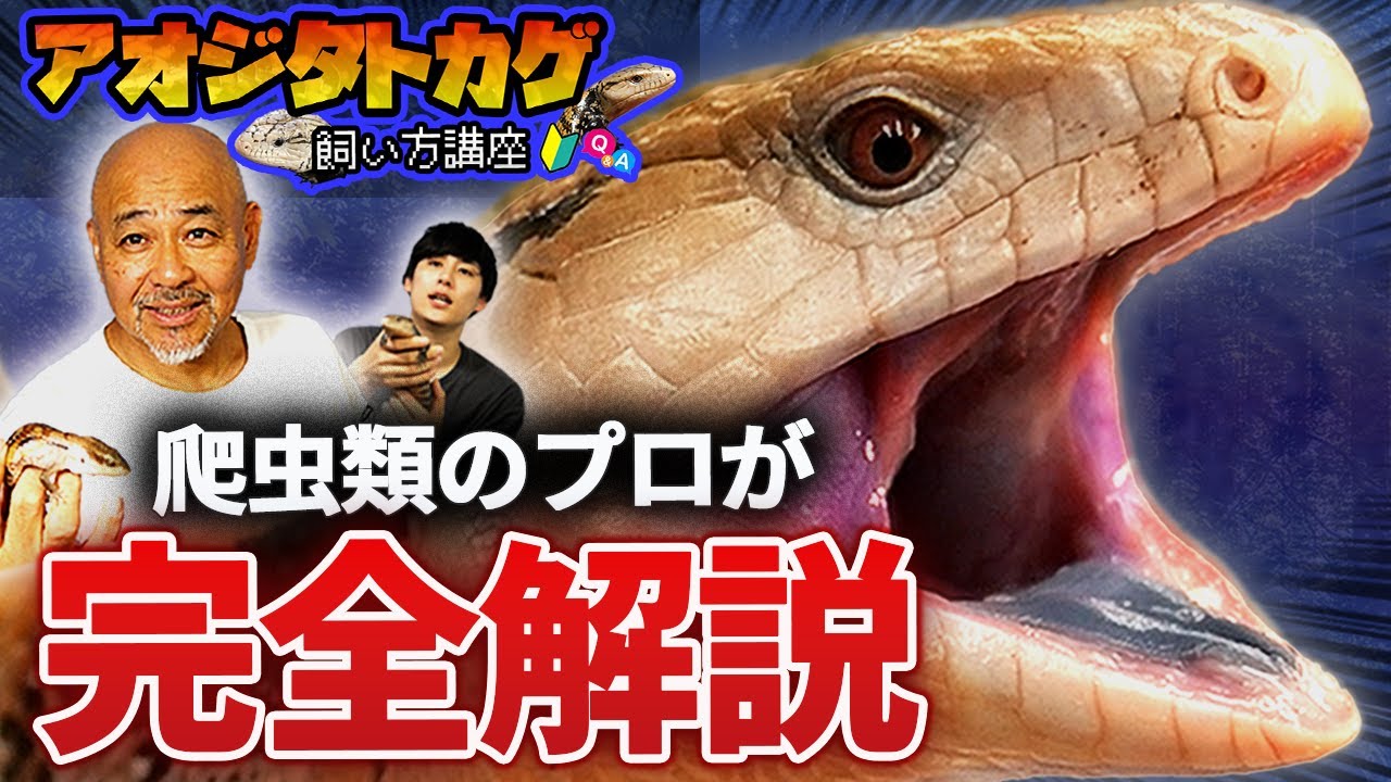 30年目の爬虫類ショップがアオジタトカゲの飼い方を徹底解説【アオジタトカゲ】