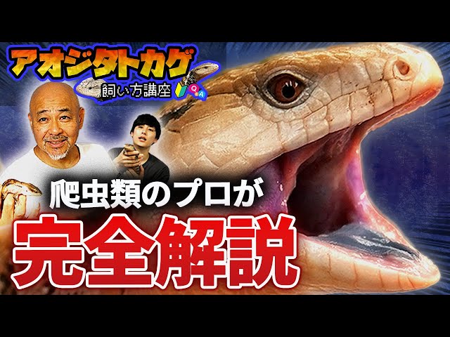 とかげページ A 30-year-old reptile shop thoroughly explains how to care for