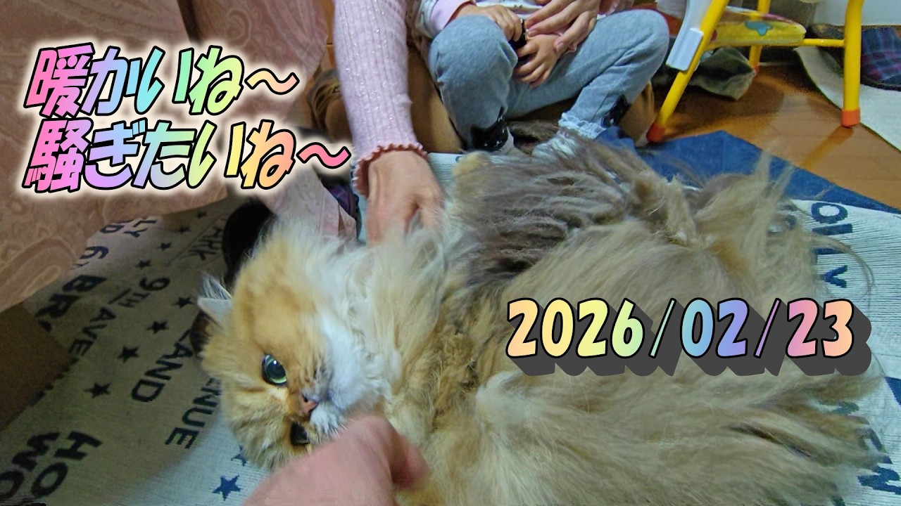 暖か過ぎてか珍しく甥っ子姪っ子みんなとじゃれ合うひとみ　Persian cat Hitomi's relaxing days　2026/02/23