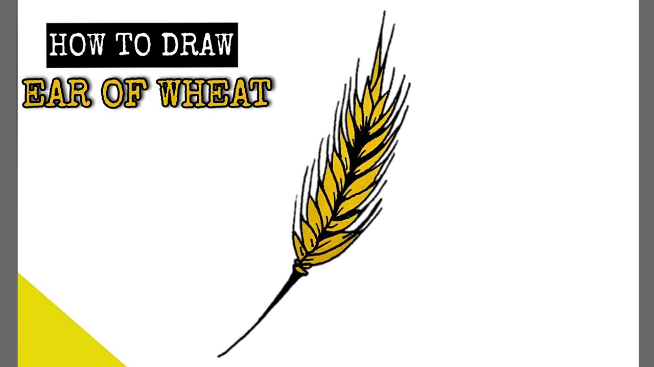 Spikelets of wheat. Ears of wheat for decoration packaging design of  bakery. Hand drawn vector sketch illustration Stock Vector Image & Art -  Alamy