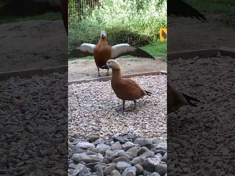 ضحك بط في محمية الشارقة الامارات Emirates