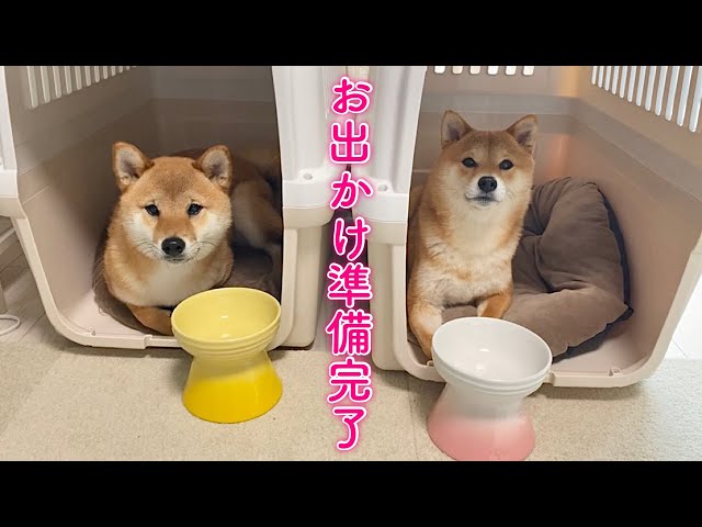 酢飯様　ご購入おまとめページ　４点　柴犬さん　メイちゃん　他 sddefault.jpg