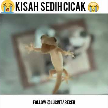Kisah sedih cicak