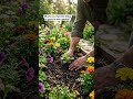What's your favorite thing to grow in your garden? 🌱🌻 #gardening #growyourown