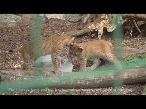Video: Zoo Tycoon Garīgais Pēctecis Planētas Zooloģiskais Dārzs Novembrī Iznāk, Iegūst Jaunu Piekabi