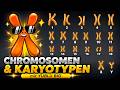 Chromatin & Karyotyp einfach erklärt