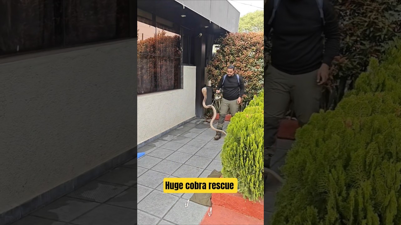 massive cobra rescue from a shoe rack 
