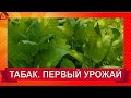 ТАБАК курительный Собираем первый урожай в конце июня/ smoking tobacco- harvest