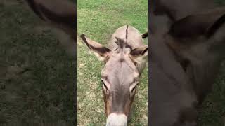 Happy donkey