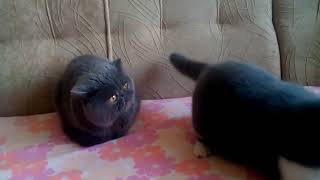 Exotic shorthair cats by Gerdiacats Cattery 886 views 5 years ago 30 seconds