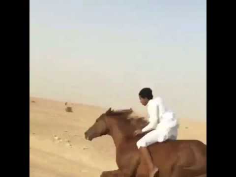 ماشالله عليه ركوب الخيل بدون سرج وعنان