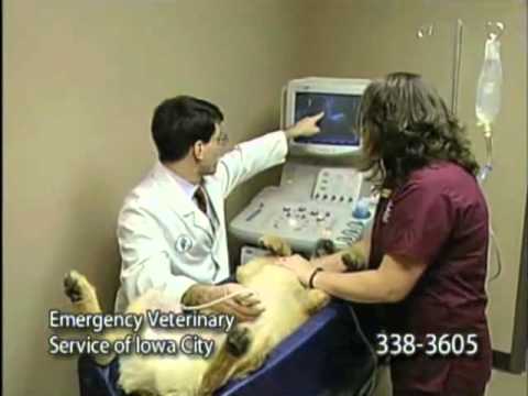 Bright Eyes & Bushy Tails 24 hour veterinary hospital TV ...