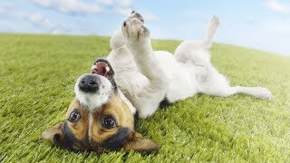 4 шага защиты собак и кошек от паразитов 4 шага защиты собак и кошек от паразитов