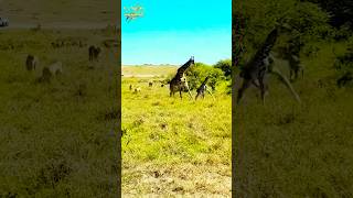 Giraffe mother fights lions to save baby 😨| #nature #wildlife #lion #giraffe #ytshorts