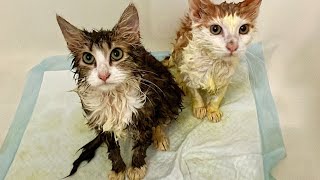 Ringworm Treatment Pt.6: Lime Dipping from Start to Finish