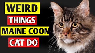 10 Weird Things Maine Coon Do
