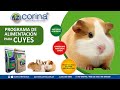 🎥🐹 PROGRAMA DE ALIMENTACIÓN EN CUYES 🐹 CORINA ALIMENTOS BALANCEADOS PARA ANIMALES