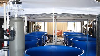 Building Mobile Aquatic Sea Turtle Housing Units