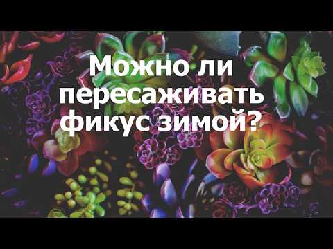 Можно ли пересаживать фикус зимой?