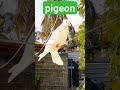 pigeon in sri lanka 🥰🐦/අඩේ...මරු ඔන්ච්ල්ලා පදින පරවියා/#birds/#nature/#funny.