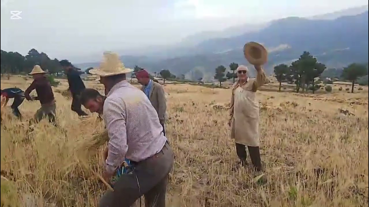 تويزة : موسم الحصاد عند قبائل أيت الفرح