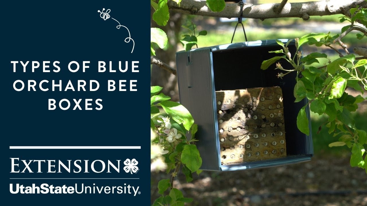 Types of Blue Orchard Bee Nesting  Boxes