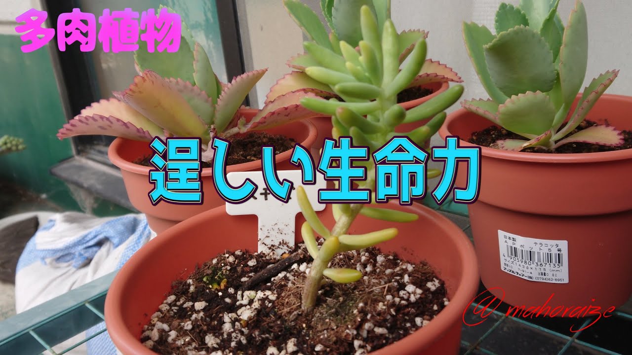 多肉植物 八千代は ぐいぐいと復活してきました Youtube