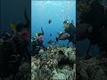 Discover scuba #StormRelief #RebuildTogether #HelpingHands #4k #asmr #shorts #aquarium #fun #gopro