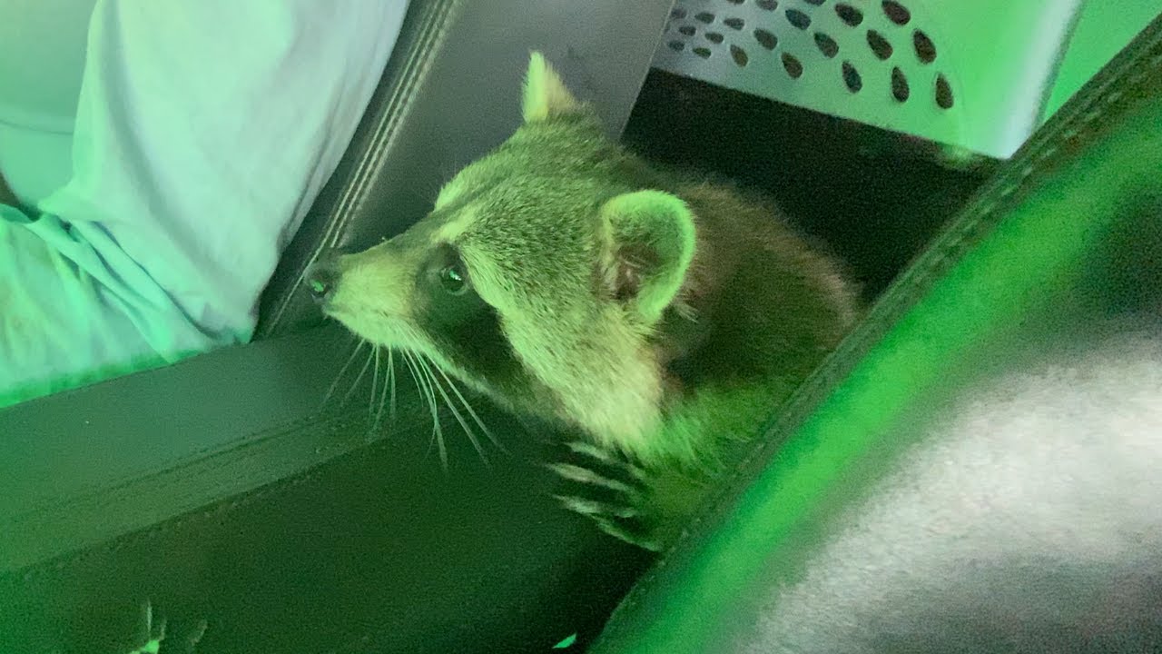 Don't Bring a Raccoon Through the Car Wash! YouTube