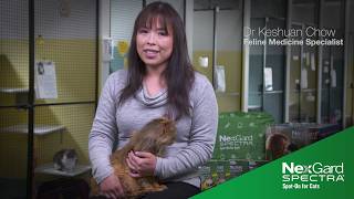7 Toxic Foods For Cats - presented by NexGard SPECTRA