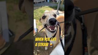 Can dog eats a straw? #cute #whippet #dog